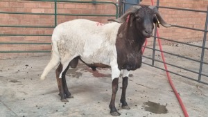 1x DAMARA MALE SINE METU FARMING (PTY) LTD