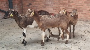 4x DAMARA FEMALE SINE METU FARMING (PTY) LTD (Pay per animal}