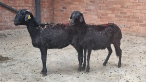 2x DAMARA FEMALE SINE METU FARMING (PTY) LTD (Pay per animal}