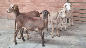 4x MEATMASTERS FEMALE SINE METU FARMING (PTY) LTD (Pay per animal}