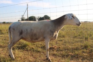 1X OOI/EWE J Afrika - Mandla Seopela - 082 044 4712 (Highest Bidder may choose A, B or C of Lot round or take all - Pay per piece. Choice once per Lot round, Rest to take all)