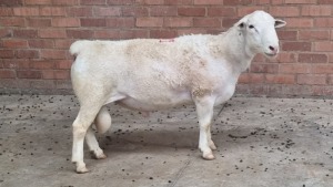 1x WIT DORPER MALE SCHALK BURGER BOERDERY