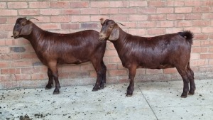 2x KALAHARI RED FEMALE THEO COETZEE (Pay per animal}