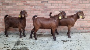 3x KALAHARI RED FEMALE THEO COETZEE (Pay per animal}