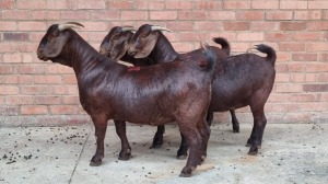 3x KALAHARI RED FEMALE THEO COETZEE (Pay per animal}