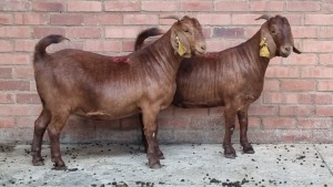 2x KALAHARI RED FEMALE THEO COETZEE (Pay per animal}