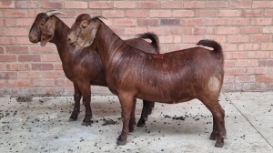 2x KALAHARI RED FEMALE THEO COETZEE (Pay per animal}