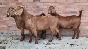 3x KALAHARI RED FEMALE THEO COETZEE (Pay per animal}