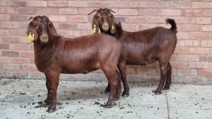 2x KALAHARI RED FEMALE THEO COETZEE (Pay per animal}