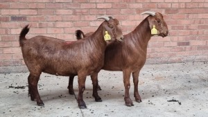 2x KALAHARI RED FEMALE THEO COETZEE (Pay per animal}