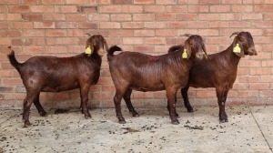 3x KALAHARI RED FEMALE THEO COETZEE (Pay per animal}