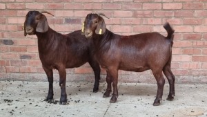 2x KALAHARI RED FEMALE THEO COETZEE (Pay per animal}