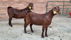 2x KALAHARI RED FEMALE THEO COETZEE (Pay per animal}