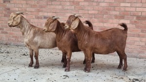 3x KALAHARI RED FEMALE THEO COETZEE (Pay per animal}