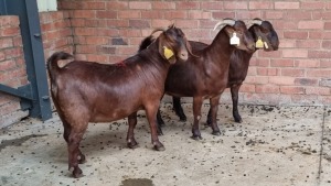 3x KALAHARI RED FEMALE THEO COETZEE (Pay per animal}