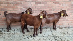 3x KALAHARI RED FEMALE THEO COETZEE (Pay per animal}