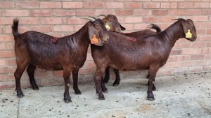 3x KALAHARI RED FEMALE THEO COETZEE (Pay per animal}