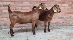 2x KALAHARI RED FEMALE THEO COETZEE (Pay per animal}