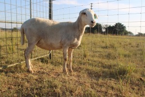 1X OOI/EWE J Afrika - Mandla Seopela - 082 044 4712