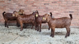 5x KALAHARI RED FEMALE THEO COETZEE (Pay per animal}