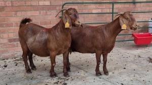 2x KALAHARI RED FEMALE THEO COETZEE (Pay per animal}