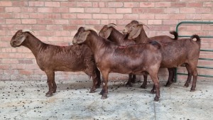 4x KALAHARI RED FEMALE THEO COETZEE (Pay per animal}