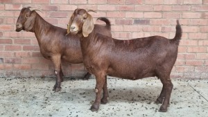 2x KALAHARI RED FEMALE THEO COETZEE (Pay per animal}