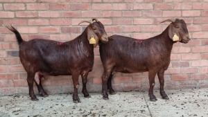 2x KALAHARI RED FEMALE THEO COETZEE (Pay per animal}