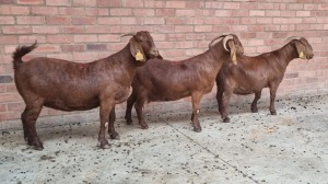 3x KALAHARI RED FEMALE THEO COETZEE (Pay per animal}