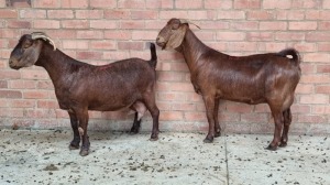 2x KALAHARI RED FEMALE THEO COETZEE (Pay per animal}