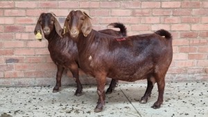 2x KALAHARI RED FEMALE THEO COETZEE (Pay per animal}