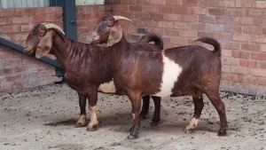 2x KALAHARI RED FEMALE THEO COETZEE (Pay per animal}