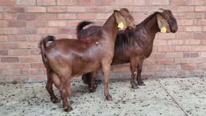 2x KALAHARI RED FEMALE THEO COETZEE (Pay per animal}