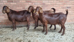 3x KALAHARI RED FEMALE THEO COETZEE (Pay per animal}