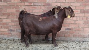 2x KALAHARI RED FEMALE THEO COETZEE (Pay per animal}