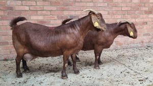 2x KALAHARI RED FEMALE THEO COETZEE (Pay per animal}