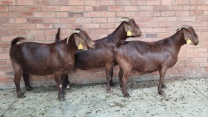 3x KALAHARI RED FEMALE THEO COETZEE (Pay per animal}