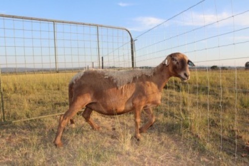1X OOI/EWE J Afrika - Mandla Seopela - 082 044 4712