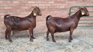 2x KALAHARI RED FEMALE THEO COETZEE (Pay per animal}