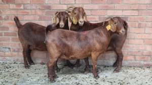 3x KALAHARI RED FEMALE THEO COETZEE (Pay per animal}