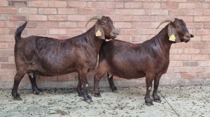 2x KALAHARI RED FEMALE THEO COETZEE (Pay per animal}