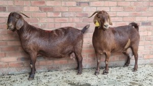 2x KALAHARI RED FEMALE THEO COETZEE (Pay per animal}