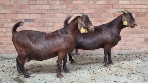 2x KALAHARI RED FEMALE THEO COETZEE (Pay per animal}