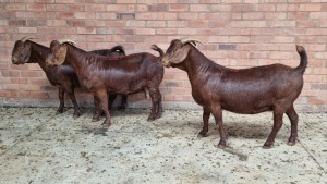 3x KALAHARI RED FEMALE THEO COETZEE (Pay per animal}