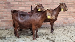 3x KALAHARI RED FEMALE THEO COETZEE (Pay per animal}