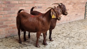 2x KALAHARI RED FEMALE THEO COETZEE (Pay per animal}