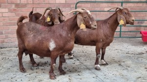 3x KALAHARI RED FEMALE THEO COETZEE (Pay per animal}