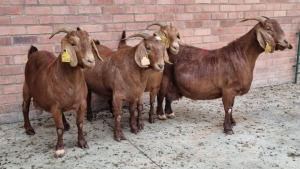 4x KALAHARI RED FEMALE THEO COETZEE (Pay per animal}