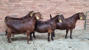 4x KALAHARI RED FEMALE THEO COETZEE (Pay per animal}