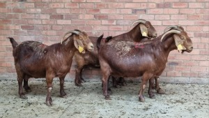 4x KALAHARI RED FEMALE THEO COETZEE (Pay per animal}